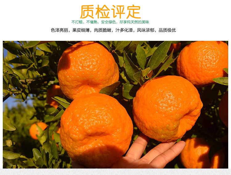 站长自营-马蹄椪柑，新鲜上市！ - 小 C 网